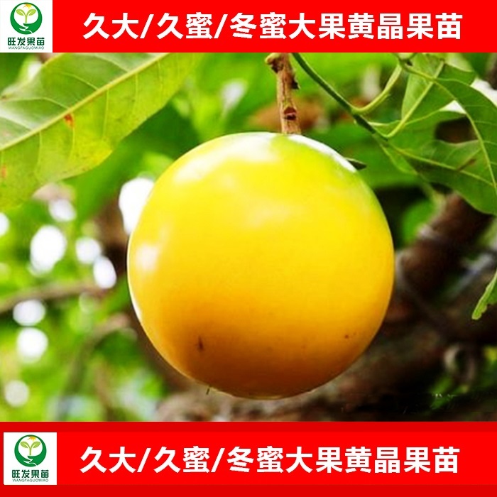 广西大果黄晶果苗