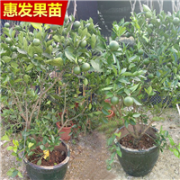 惠州橙子苗基地，惠州橙子苗，惠州果苗 