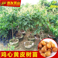 淡水鸡心黄皮苗，淡水黄皮苗，淡水果苗 