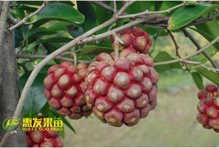 大亚湾老虎果苗，大亚湾果苗批发 