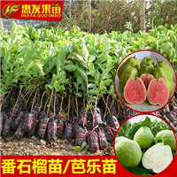 广东台湾珍珠番石榴苗，广东珍珠番石榴苗，广东番石榴苗 