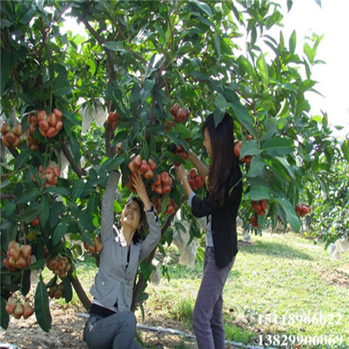 大亚湾黑珍珠莲雾苗，大亚湾莲雾苗，大亚湾果苗 