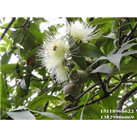 水蒲桃苗，惠州水蒲桃苗，广东水蒲桃苗 