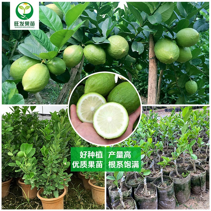 河源香水柠檬苗