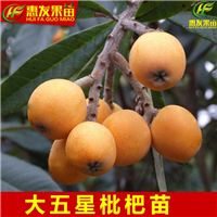 惠州枇杷苗基地，惠州枇杷苗，淡水枇杷苗 