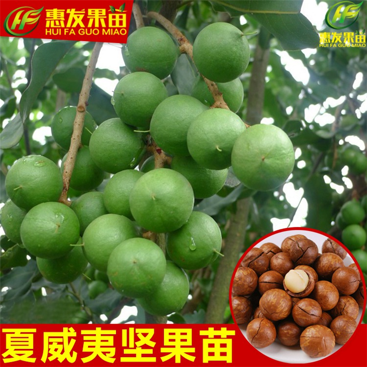 广东澳洲坚果苗，惠州澳洲坚果苗，惠州果苗批发 