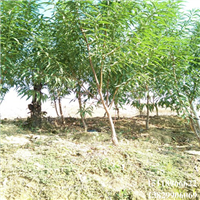 广东桃花苗批发，惠州桃花苗、博罗桃花苗 