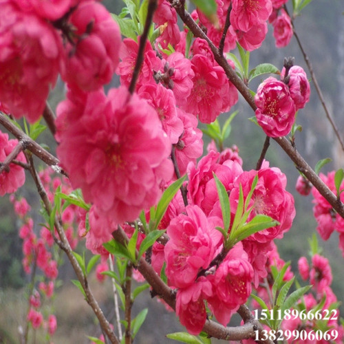 广东桃花苗批发、广东桃花苗、广东果苗 
