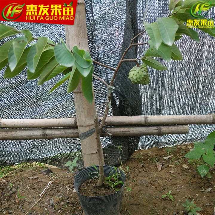 惠州凤梨释迦苗，惠州番鬼荔枝苗，惠州果树苗 