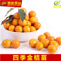 增城四季金桔苗，增城金桔苗，增城果苗 