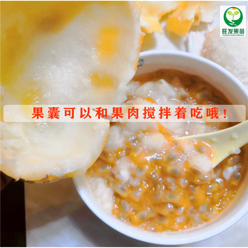 供应香蜜百香果苗