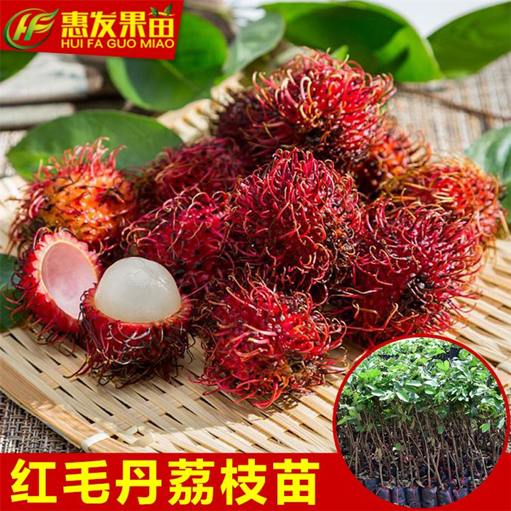 哪里有红毛丹荔枝苗卖？广东红毛丹荔枝苗 