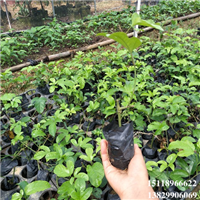 淡水台农1号百香果苗，淡水百香果苗，淡水果苗 