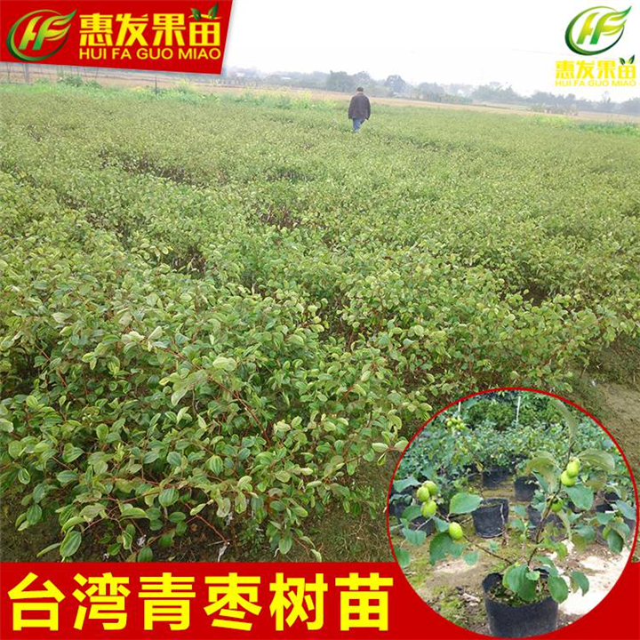 惠州台湾青枣苗，惠州青枣苗，惠州果树苗 