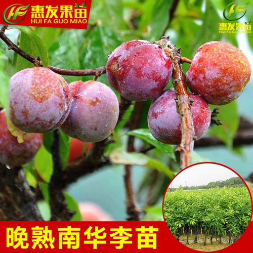 广东三华李苗价格，广东三华李苗，广东果苗 