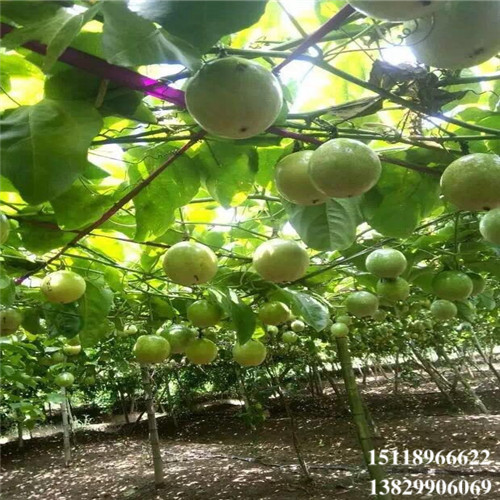 广东黄金百香果苗，广东百香果苗，广东果树苗 
