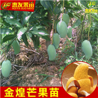 哪里有金煌芒果苗卖？广东芒果苗批发 