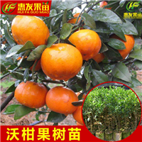 东莞沃柑苗，深圳沃柑苗，广东果苗场 