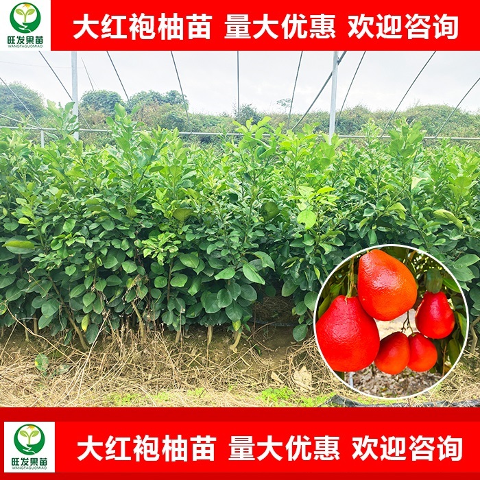 大红袍柚苗