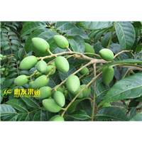 广东青橄榄苗，东莞青橄榄苗，深圳青橄榄苗 