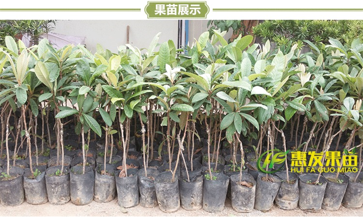 淡水枇杷苗，惠州枇杷苗，广东枇杷苗批发 