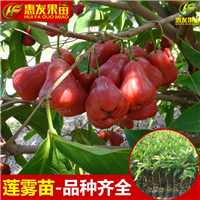 淡水黑金钢莲雾苗，淡水台湾莲雾苗，淡水莲雾苗 