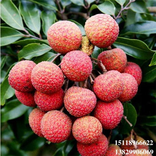 增城糯米糍荔枝苗，增城荔枝苗，增城果树苗 