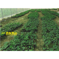 广东无花果苗基地，淡水无花果苗，淡水果苗 