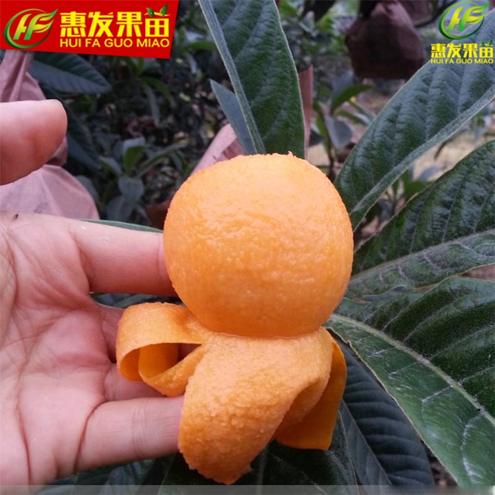 哪里有枇杷苗卖？广东枇杷苗，出售枇杷苗 