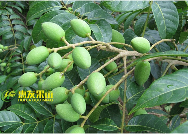 广东青橄榄苗，东莞青橄榄苗，深圳青橄榄苗 
