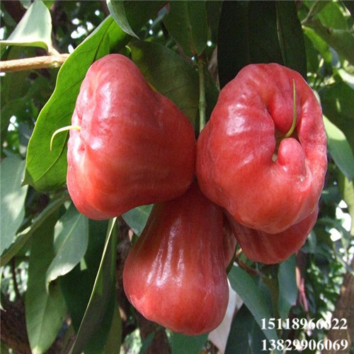 淡水黑珍珠莲雾苗，淡水莲雾苗，淡水果苗 