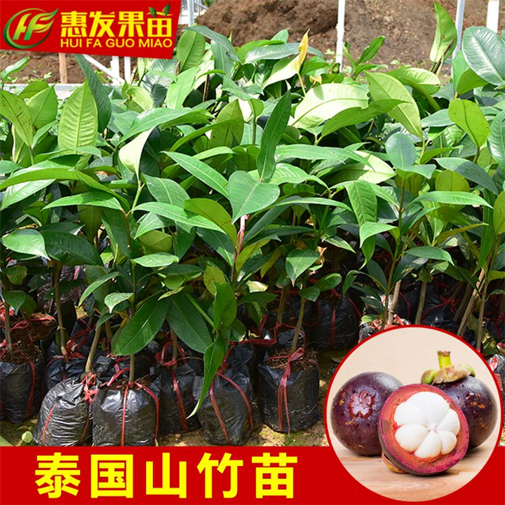 惠阳泰国山竹苗，淡水泰国山竹苗，广东山竹苗 