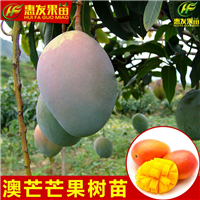 广东澳芒果苗价格，广东批发澳芒果苗 