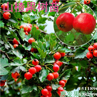 惠州山楂苗价格，惠州山楂苗，广东山楂苗 