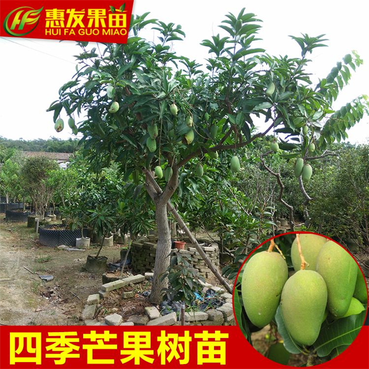 大亚湾四季芒果苗，大亚湾芒果苗，大亚湾芒果苗价格 