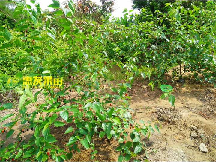 惠州台湾果桑苗，惠州短果桑苗，惠州果桑苗 