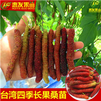 增城四季长果桑苗，增城长果桑苗，增城果桑苗 