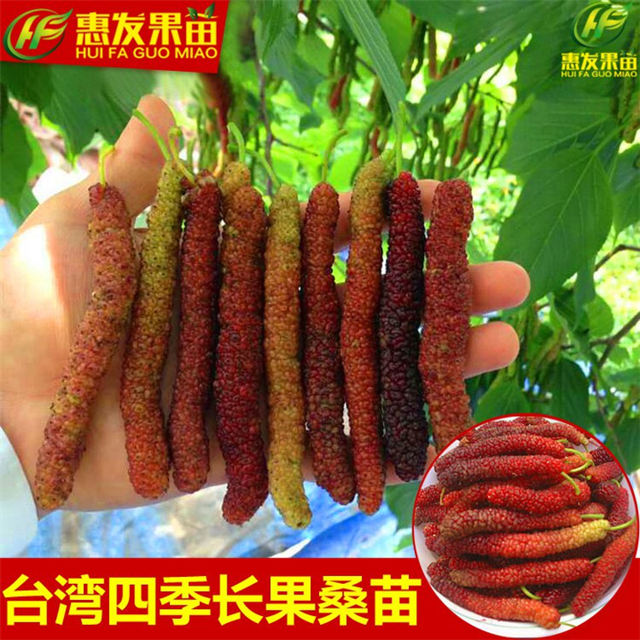 增城四季长果桑苗，增城长果桑苗，增城果桑苗 