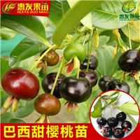 广东巴西甜樱桃苗，广东车厘子苗，广东果苗场 