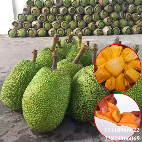 大亚湾红肉菠萝蜜苗，大亚湾菠萝蜜苗，大亚湾果苗 