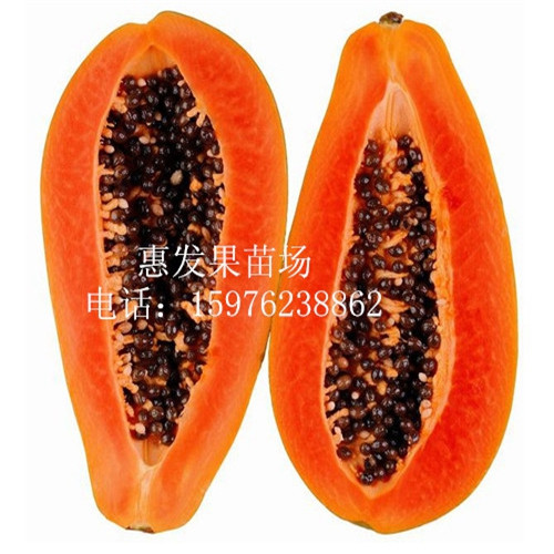 增城红妃木瓜苗，广州木瓜苗，广东木瓜苗 