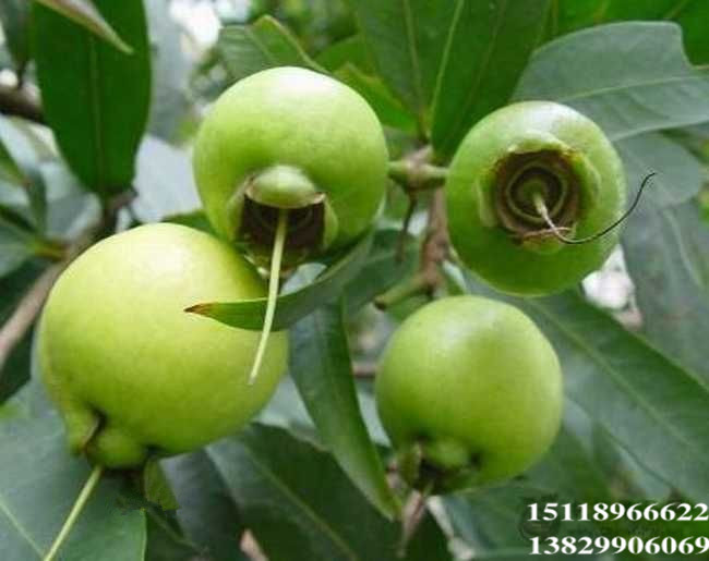 东莞水蒲桃苗、深圳水蒲桃苗、广东水蒲桃批发 