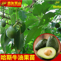 惠州哈斯牛油果苗，惠州牛油果苗，惠州果苗场 