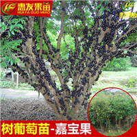 广东树葡萄苗，广东嘉宝果苗，广东嘉宝果苗批发 