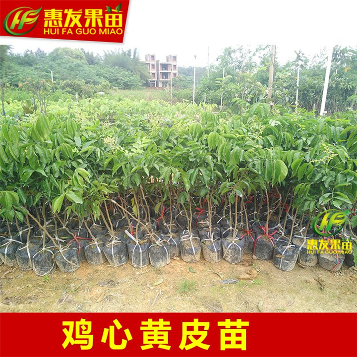惠州鸡心黄皮苗，惠州黄皮苗，惠州果苗 