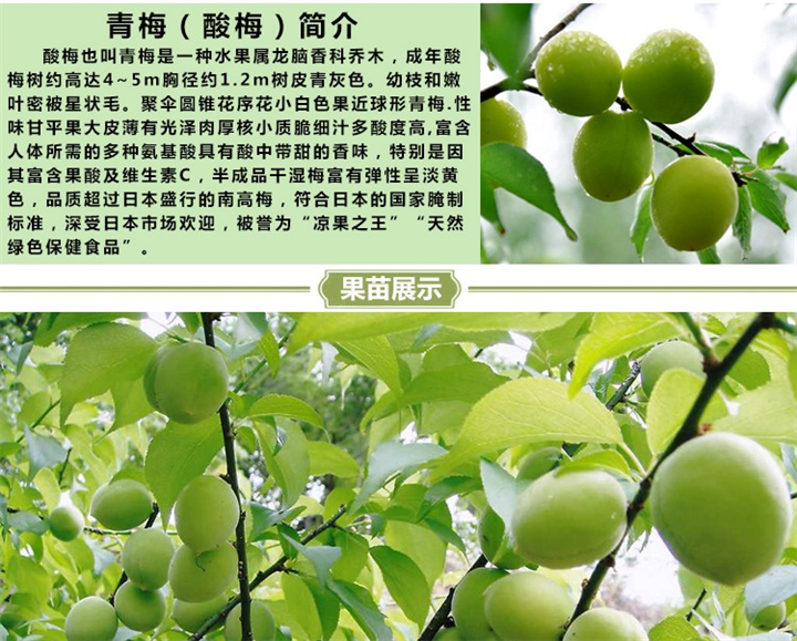 淡水青梅苗，大亚湾青梅苗，大亚湾果苗 
