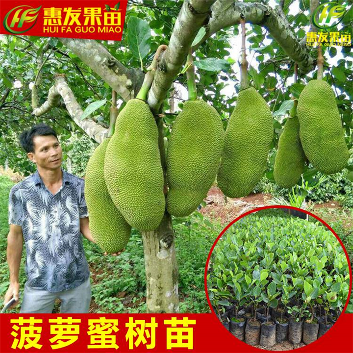 广东四季菠萝蜜苗价格，广东菠萝蜜苗批发 