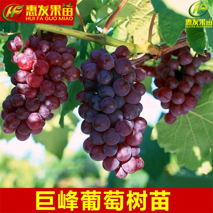 葡萄苗基地，中山巨锋葡萄苗，佛山巨锋葡萄苗 