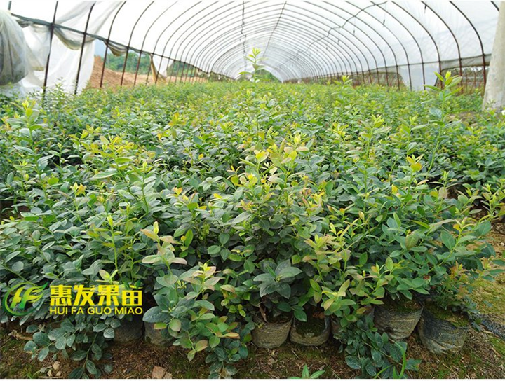 广东蓝莓苗，深圳蓝莓苗，深圳果苗 
