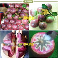 惠州牛奶果苗价格，惠州牛奶果苗基地 
